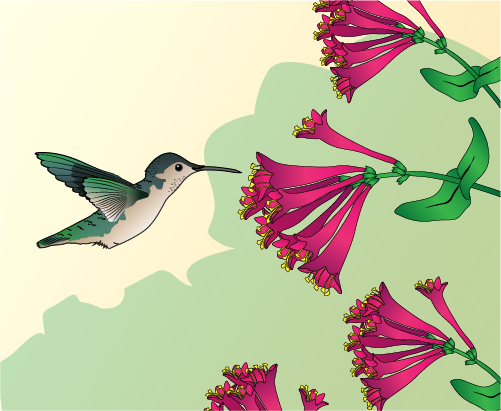 Illustration of a hummingbird: Small green bird with pale belly and long beak. Hovering near pink flowers