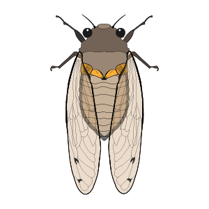 Image of a brown cicada with two black eyes, four black legs, and two semi-transparent wings.