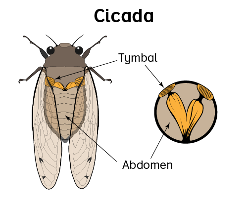 Top view diagram of a cicada with arrows pointing to the tymbal and abdomen. Enlarged view of tymbal and abdomen also shown.