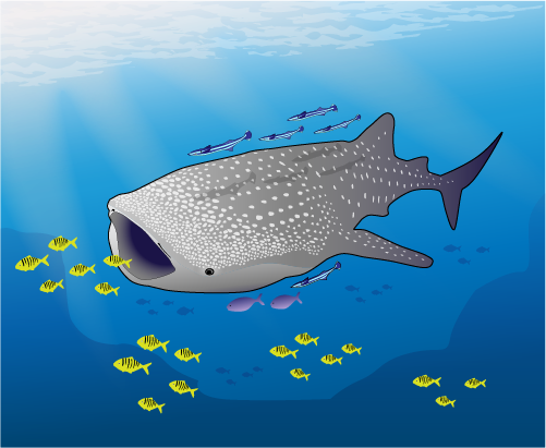 Illustration of shark whale, mouth open to feed, swimming in the ocean surrounded by several small fish and eels.
